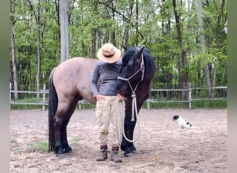 Russisches Reitpferd Mix, Wallach, 1 Jahr, 145 cm, Buckskin