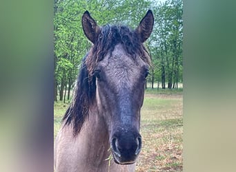 Russisches Reitpferd Mix, Wallach, 1 Jahr, 145 cm, Buckskin