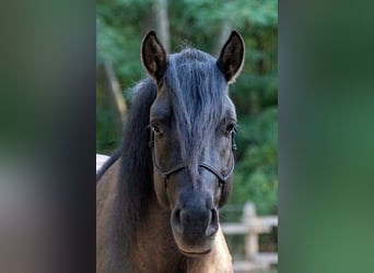 Russisches Reitpferd Mix, Wallach, 1 Jahr, 145 cm, Buckskin
