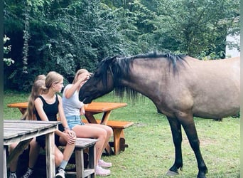 Russisches Reitpferd Mix, Wallach, 1 Jahr, 145 cm, Buckskin