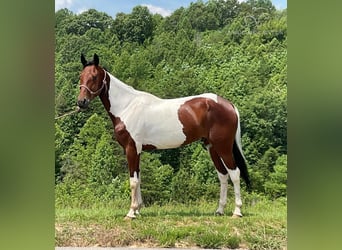 Russisches Reitpferd, Wallach, 4 Jahre, 152 cm, Rotbrauner