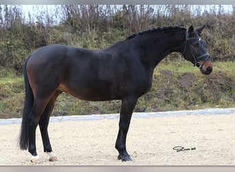Russo, Castrone, 10 Anni, 165 cm, Baio scuro