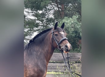 Russo, Giumenta, 13 Anni, 148 cm, Baio