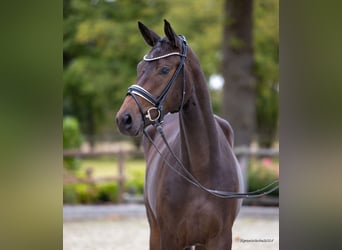 Russo, Giumenta, 2 Anni, 171 cm, Baio