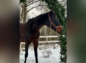 Rysk sadelhäst, Sto, 10 år, 165 cm, Mörkbrun