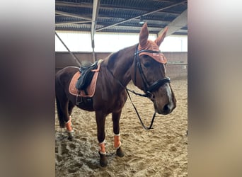 Sachsen-Anhaltiner, Klacz, 25 lat, 160 cm, Kasztanowata