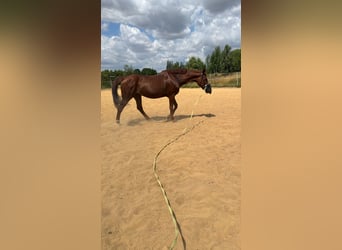 Sachsen-Anhaltiner, Klacz, 25 lat, 160 cm, Kasztanowata