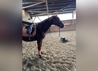 Sachsen-Anhaltiner, Merrie, 25 Jaar, 160 cm, Vos