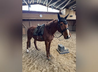 Sachsen-Anhaltiner, Merrie, 25 Jaar, 160 cm, Vos