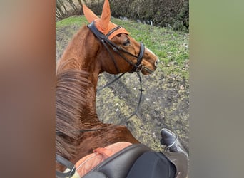 Sachsen-Anhaltiner, Merrie, 25 Jaar, 162 cm, Vos