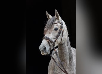 Sachsen-Anhaltiner, Merrie, 4 Jaar, 148 cm, kan schimmel zijn