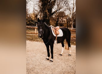 Sachsen-Anhaltiner Mix, Merrie, 5 Jaar, 152 cm, Gevlekt-paard