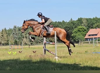 Sachsen-Anhaltiner, Stute, 13 Jahre, 168 cm, Brauner