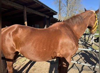 Sachsen-Anhaltiner, Stute, 25 Jahre, 160 cm, Fuchs