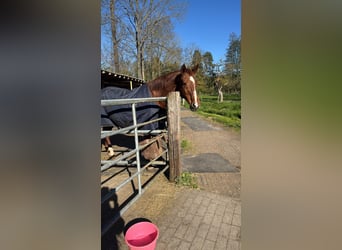 Sachsen-Anhaltiner, Stute, 25 Jahre, 160 cm, Fuchs