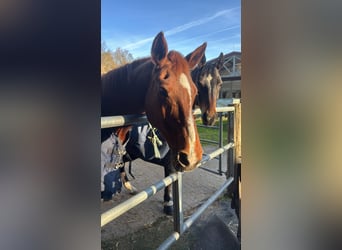 Sachsen-Anhaltiner, Stute, 25 Jahre, 160 cm, Fuchs