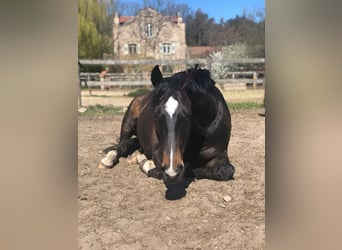 Sachsen-Anhaltiner, Wallach, 15 Jahre, 166 cm, Schwarzbrauner