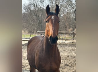 Sachsen-Anhaltiner, Wallach, 3 Jahre, 167 cm, Rotbrauner