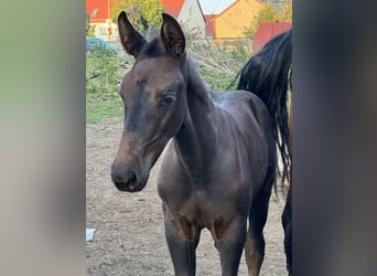 Sachsiskt varmblod, Hingst, Föl (06/2024), Rökfärgad svart