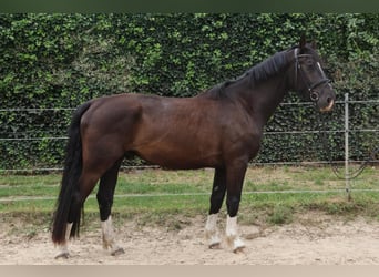 Sachsiskt varmblod, Valack, 4 år, 170 cm, Svart