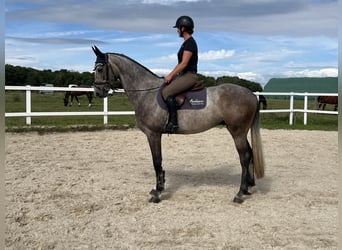 Sachsiskt varmblod, Valack, 5 år, 169 cm, Grå