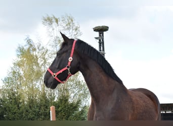 Sachsiskt varmblod, Valack, 8 år, 164 cm, Svart