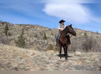 Saddlebred americano, Caballo castrado, 10 años, 142 cm, Negro