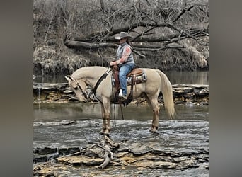 Saddlebred americano, Caballo castrado, 13 años, 132 cm, Palomino