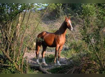Saddlebred americano, Caballo castrado, 5 años, 165 cm, Alazán