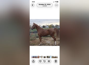 Saddlebred americano, Caballo castrado, 6 años, 152 cm, Alazán-tostado