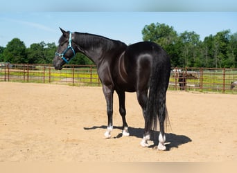 Saddlebred americano Mestizo, Caballo castrado, 6 años, Negro