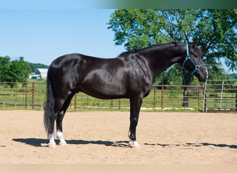 Saddlebred americano Mestizo, Caballo castrado, 6 años, Negro