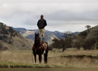 Saddlebred americano, Caballo castrado, 9 años, 150 cm, Castaño rojizo