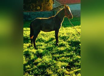 Saddlebred americano Mestizo, Semental, 1 año, 140 cm, Tordo