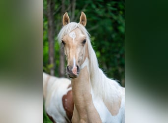 Saddlebred americano, Semental, 2 años, 165 cm, Pío