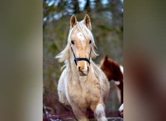 Saddlebred americano, Semental, 2 años, 165 cm, Pío