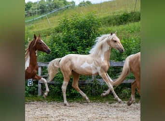 Saddlebred americano, Semental, 2 años, 165 cm, Pío