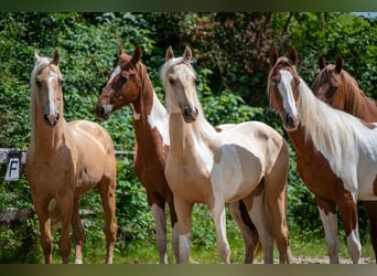 Saddlebred americano, Semental, 2 años, 165 cm, Pío