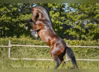 Saddlebred americano, Semental, 19 años, 162 cm, Castaño oscuro