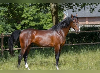 Saddlebred americano, Semental, 19 años, 162 cm, Castaño oscuro