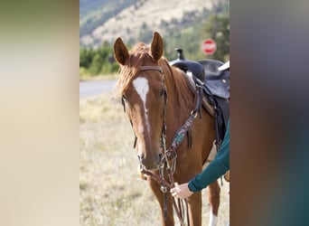 Saddlebred americano, Yegua, 10 años, 160 cm, Alazán rojizo