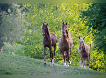 Saddlebred americano, Yegua, 2 años, 162 cm, Alazán