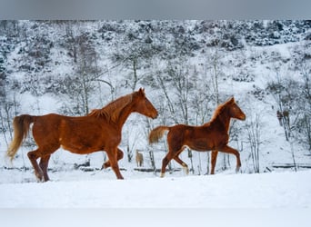 Saddlebred americano, Yegua, 2 años, 162 cm, Alazán