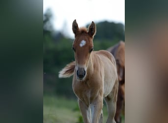 Saddlebred americano, Yegua, 2 años, 162 cm, Alazán