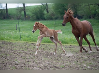 Saddlebred americano, Yegua, 2 años, 162 cm, Alazán