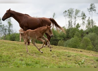 Saddlebred americano, Yegua, 2 años, 162 cm, Alazán