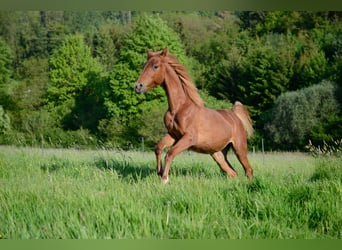 Saddlebred americano, Yegua, 3 años, 160 cm, Alazán