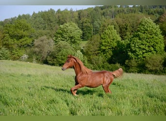 Saddlebred americano, Yegua, 3 años, 162 cm, Alazán