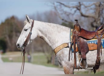Saddlebred americano, Yegua, 7 años, 152 cm, Tordo