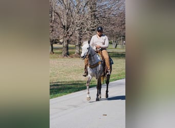 Saddlebred americano, Yegua, 7 años, 152 cm, Tordo